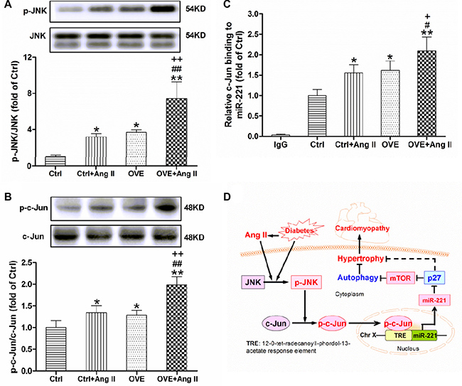 Effect of acute Ang II on the activation of JNK/c-Jun in diabetic OVE26 mice hearts.