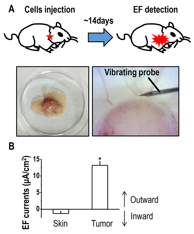 Outward electric currents exist at sites of lung tumors.