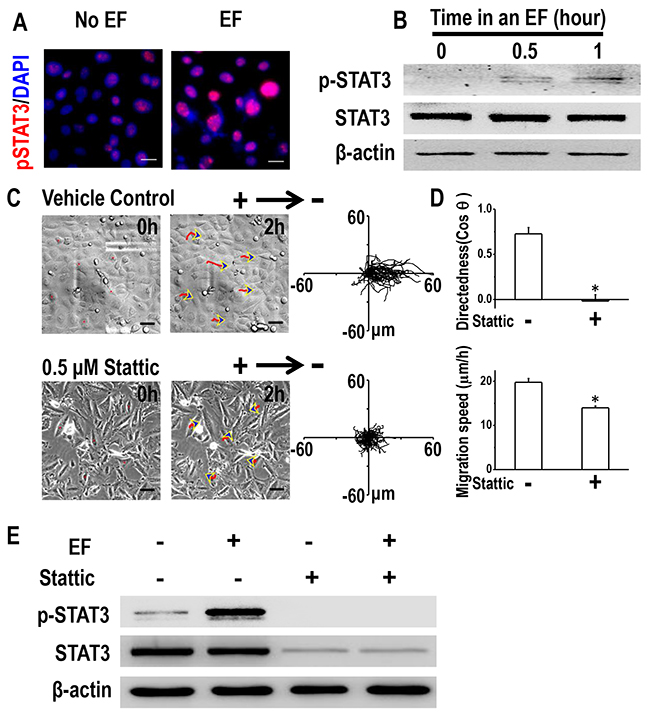 STAT3 activation is required for galvanotaxis of H1650-M3 cells.