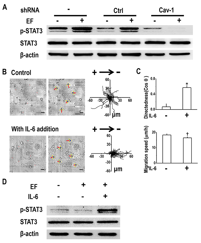 Cav-1-mediated STAT3 activation determines electrotaxis of H1650-M3 cells.