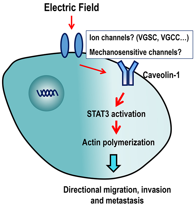 Schematic diagram showing the possible mechanisms of action of EF-guided lung cancer cell migration.