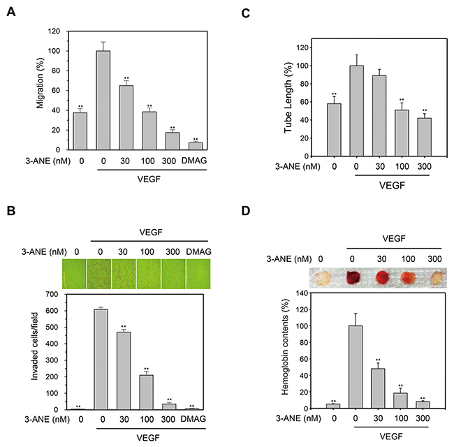 3-ANE inhibits VEGF-induced migration, invasion, tube formation of HUVECs and angiogenesis in vivo.