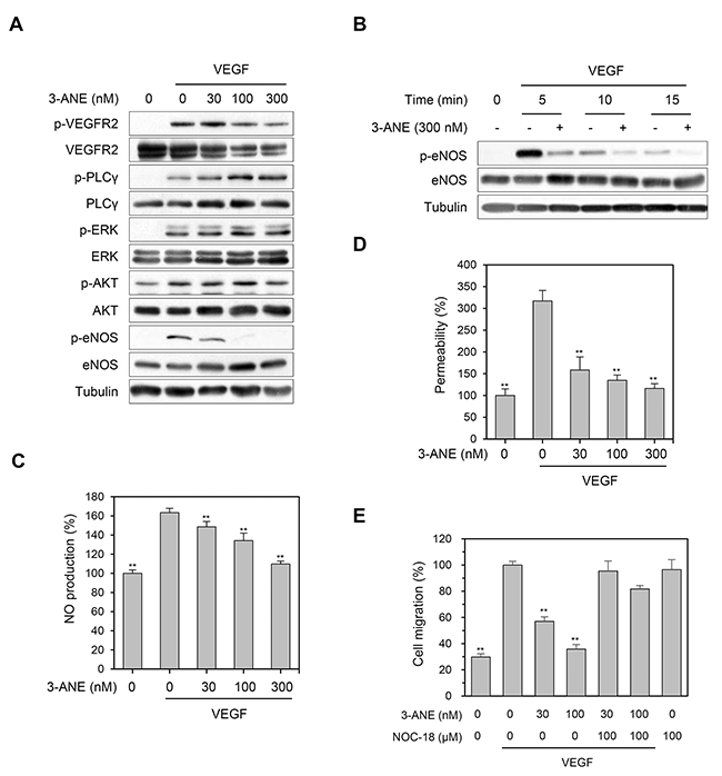3-ANE inhibits VEGF-mediated eNOS phosphorylation and NO production.