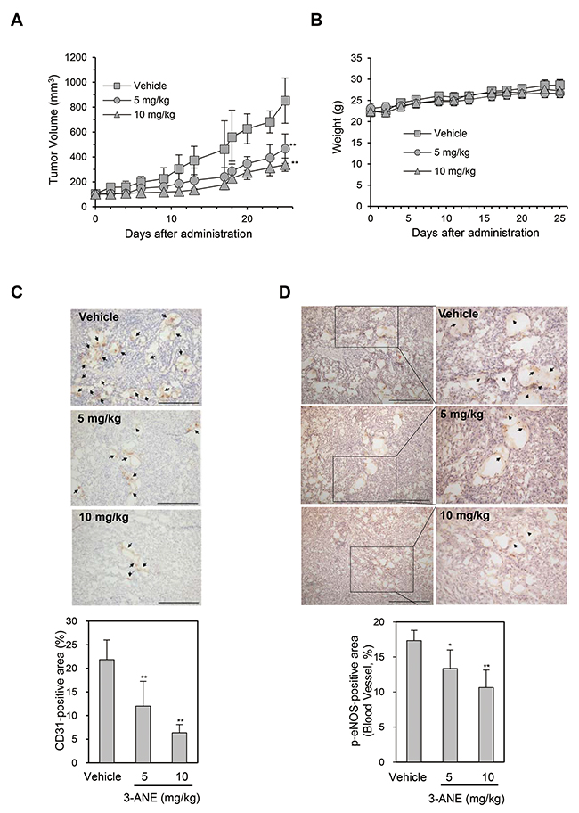 3-ANE inhibits tumor growth and tumor angiogenesis.