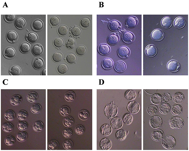 BPA can induce eggs granulation and reduce the fertilization rate.