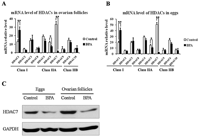 The expression level of HDACs in ovarian follicles and eggs upon BPA exposure.