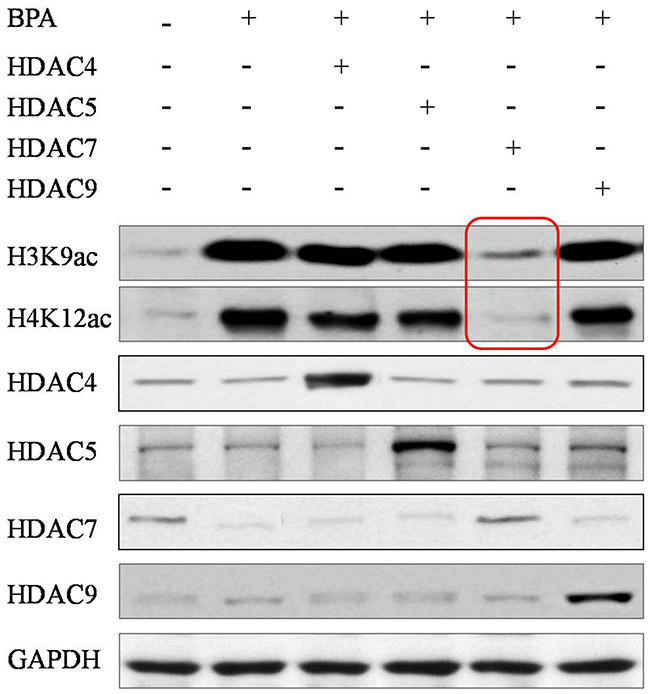 The global acetylation of H3K9 and H4K12 in eggs after HDACs compensation.