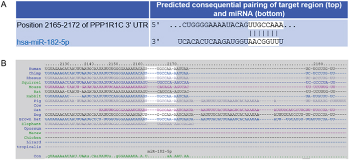Prediction of PPP1R1C as a target of miR-182.