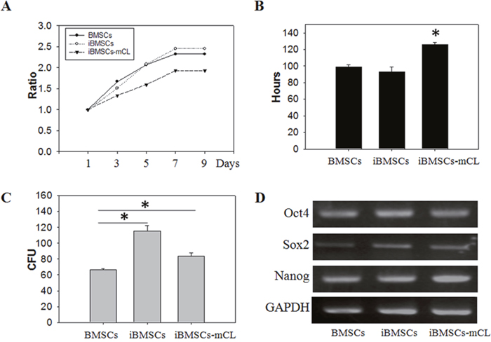 Cell growth and pluripotent potentials in iBMSCs-mCL.