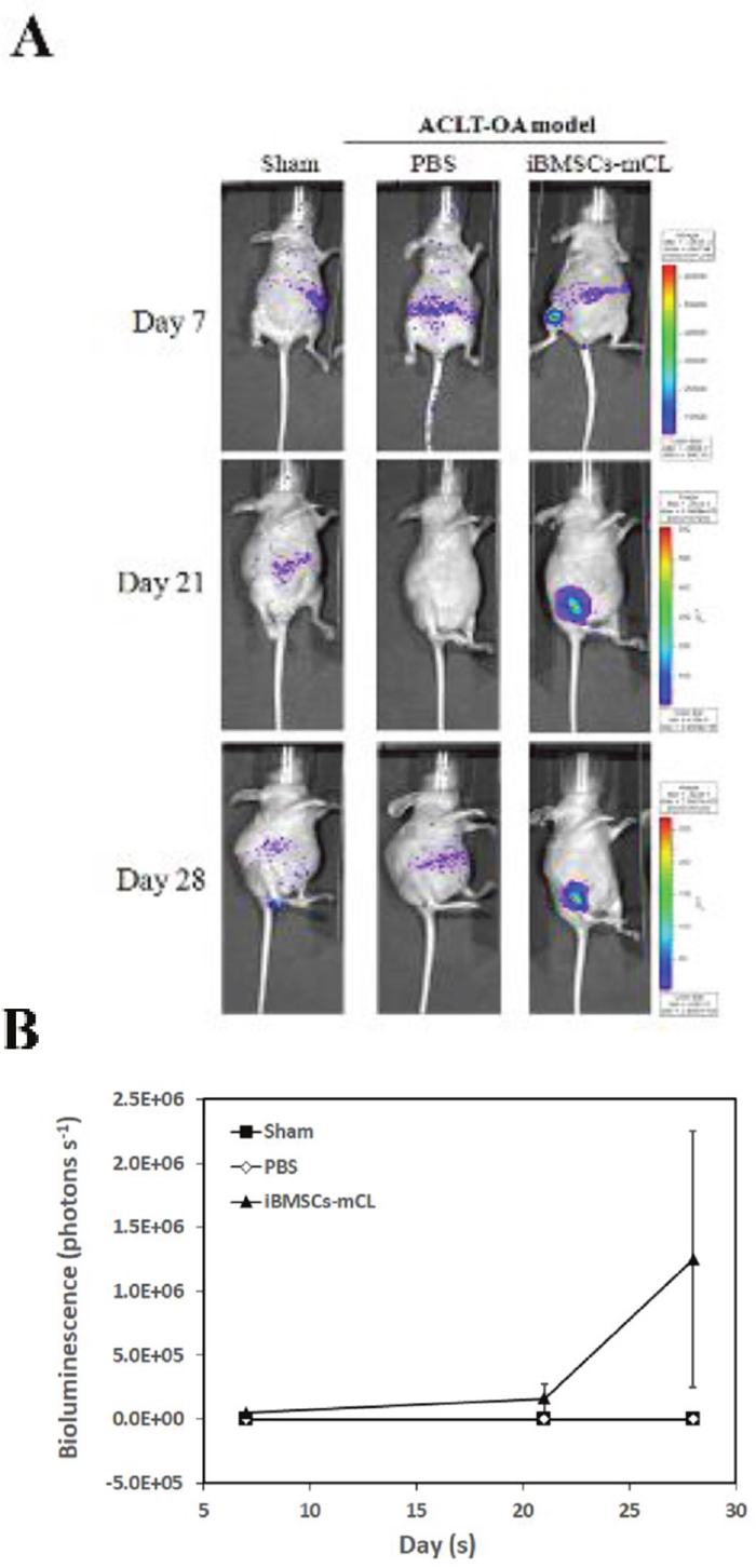 Bioluminescent imaging of anterior cruciate ligament transaction induced-osteoarthritis (ACLT-OA) mice injected with iBMSCs-mCL.