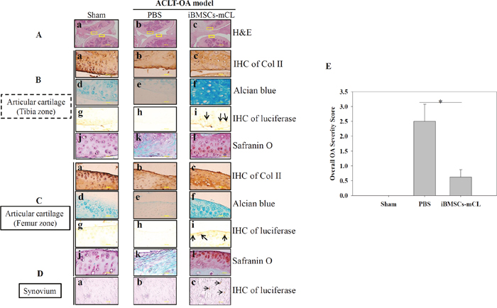 Therapeutic indication of iBMSCs-mCL for OA therapy.