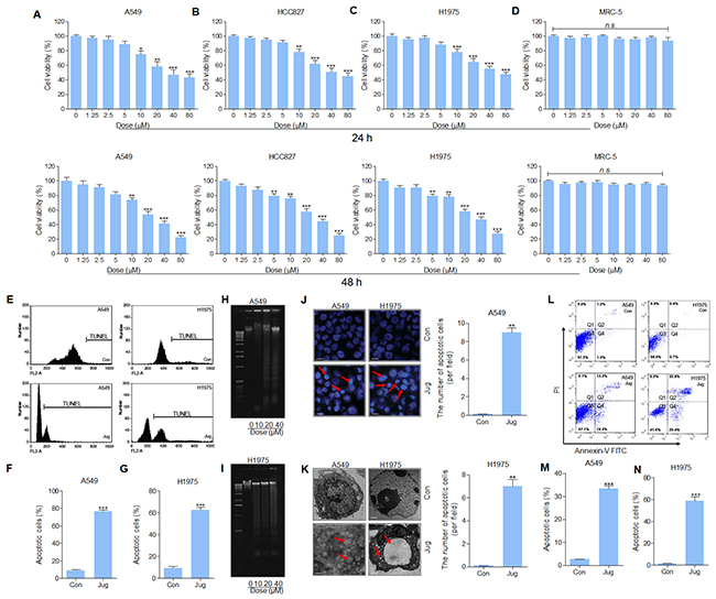 Juglanin induced cytotoxic effects and apoptosis in lung cancer cell lines.