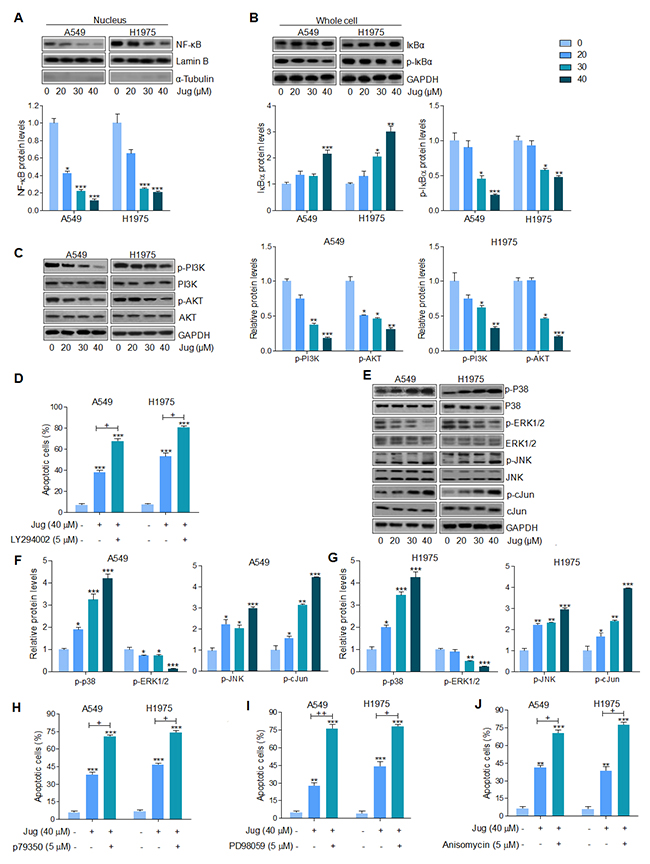 Juglanin suppressed lung cancer progression through regulation of NF-&#x03BA;B, PI3K/AKT and MAPKs signaling pathways.