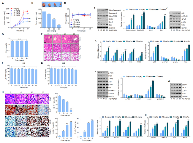 Juglanin treatment suppressed tumor xenograft growth in vivo in a subcutaneous tumor model.