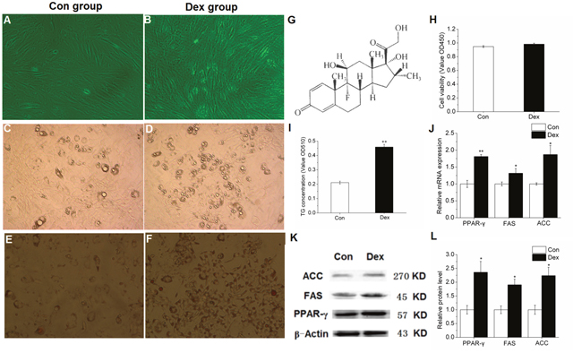 Effect of 10-6 M DEX on the differentiation induction and lipid metabolism related gene expression of porcine preadipocytes.