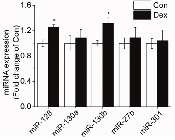 Effect of 10-6 M DEX on the expression of miRNAs targeting PPAR-&gamma; in porcine preadipocytes.