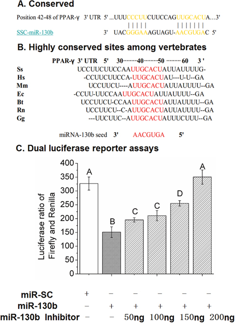 The miR-130b target site in the 3&rsquo;-UTR of PPAR-&gamma; and dual-luciferase activity assay.