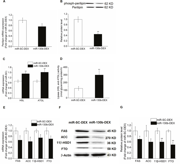 Effect of ssc-miR-130b on mRNA abundance of lipid metabolism-related genes in cultured porcine preadipocytes.