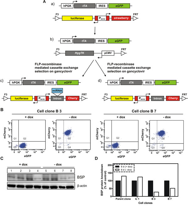 Generation of BSP knockdown and control cell clones by recombinase-mediated cassette exchange.