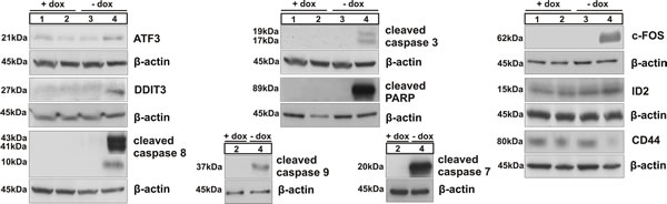 Immunoblotting of ATF3, DDIT3 (CHOP), caspases 8, 3, 9 and 7 and of PARP, related to activation of intrinsic and/or extrinsic apoptotic pathways; western blot analysis of c-FOS, ID2 and CD44; numbers correspond to the following experi&shy;mental conditions: