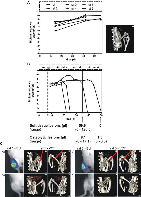 Effect of conditional BSP knockdown in vivo: A.