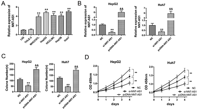 NNT-AS1 promoted the proliferation of HCC cells in vitro.