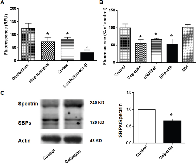 Postnatal application of calpain inhibitors reduces cerebellar calpain activity in rats.