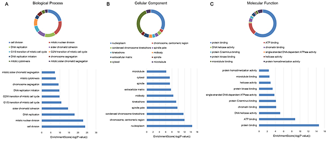 GO enrichment analysis of target genes associated with lncRNA profiles.