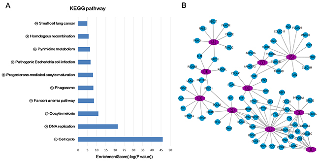 KEGG pathway enrichment analysis of target genes associated with lncRNA profiles.