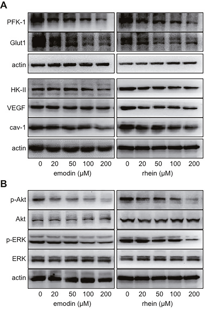 The effects of emodin and rhein on HIF-1&#x03B1;-related proteins.
