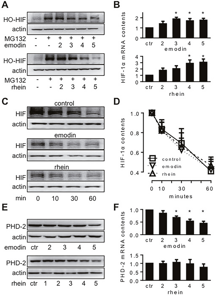 The molecular biology of HIF-1&#x03B1; expression in MiaPaCa2 cells treated with emodin or rhein.