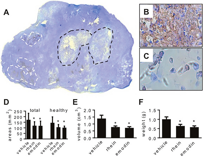 The effects of emodin and rhein on the viability of MiaPaCa2 cells in vivo.