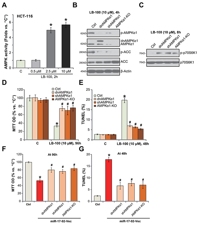 AMPK activation is required for LB-100/miR-17-92-induced cytotoxicity in HCT-116 cells.