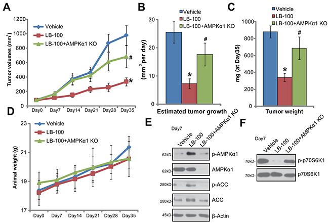 LB-100 administration activates AMPK signaling and inhibits HCT-116 tumor growth in nude mice.