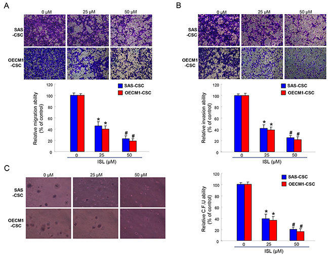 The oncogenicity of OSCC-CSCs was suppressed by ISL.