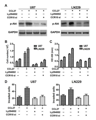 Involvement of p-Akt in CCR10 mediated proliferation and invasion.