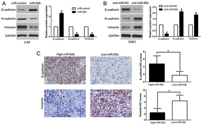 miR-92b suppresses epithelial-to-mesenchymal transition in NPC cell.