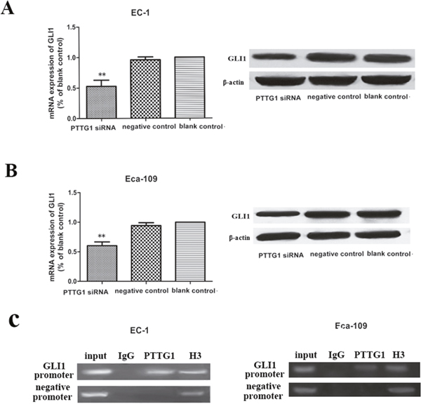 Down regulation of PTTG1 inhibited the mRNA and protein expression of GLI1.
