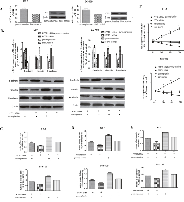 Up regulation of GLI1 partially rescued the EMT inhibited by PTTG1 siRNA.