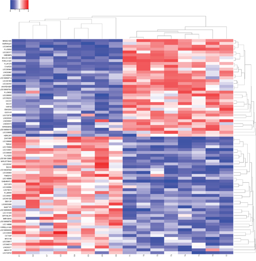 The heat map shows expression of the 75 lncRNAs that showed more than 2-fold difference between EGb 761 treated SW480 cells (8 samples) and control cells (8 samples).