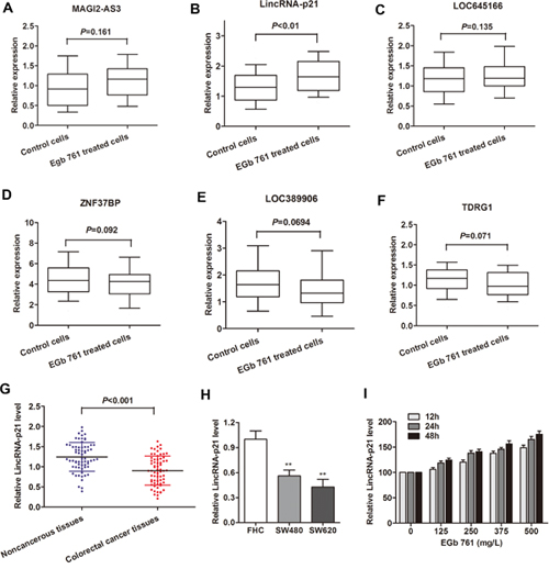 LincRNA-p21 was induced by EGb 761 treatment in colorectal cancer cells.