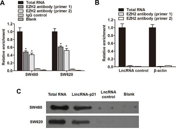 LincRNA-p21 is associated with EZH2 in colorectal cancer.
