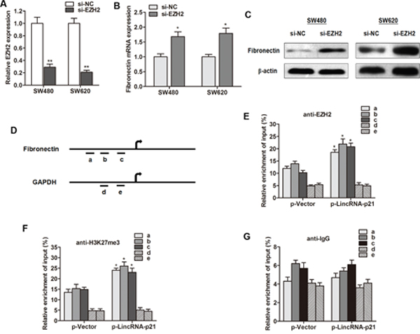 LincRNA-p21 represses fibronectin expression by associating with EZH2.