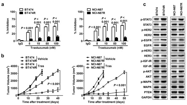 STAT3 hyperactivation in acquired trastuzumab-resistant cells.