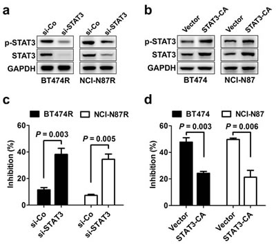STAT3 activity regulates sensitivity to trastuzumab treatment.