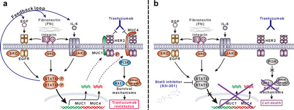 Schematic presentation of the molecular mechanism of trastuzumab resistance mediated by STAT3-dependent feedback loop and corresponding targeting strategy.