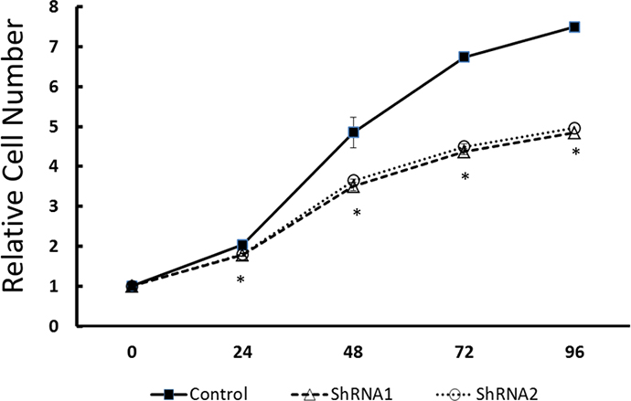 Effect of EYA1 knockdown on melanoma cell growth.