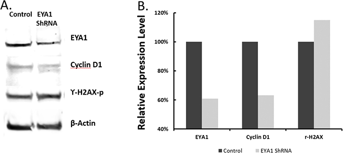 Effects of EYA1 knockdown on expression of cyclin D1 and phosphorylated &#x03B3;H2AX histone.