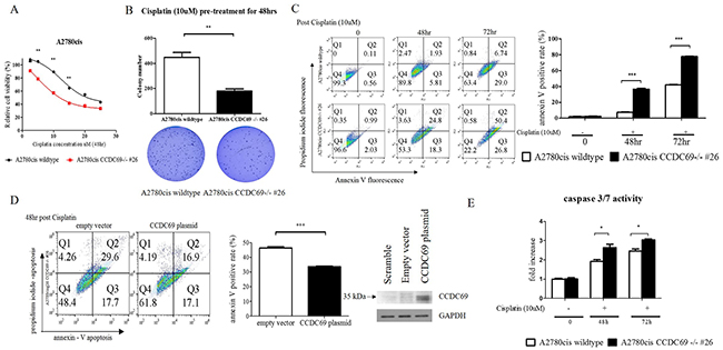 Depletion of CCDC69 in A2780cis ovarian cancer cells enhanced cisplatin induced-apoptosis.