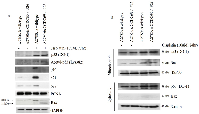 Effect of CCDC69 deletion on expression of p53, acetyl-p53-382 and Bax in response to cisplatin.